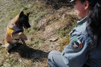 Parchi sicuri. Arezzo, in servizio Titan e Puma, cani antiveleno