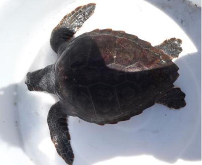 Il salvataggio. Livorno, recuperati due esemplari di tartaruga Caretta Caretta intrappolati nella rete