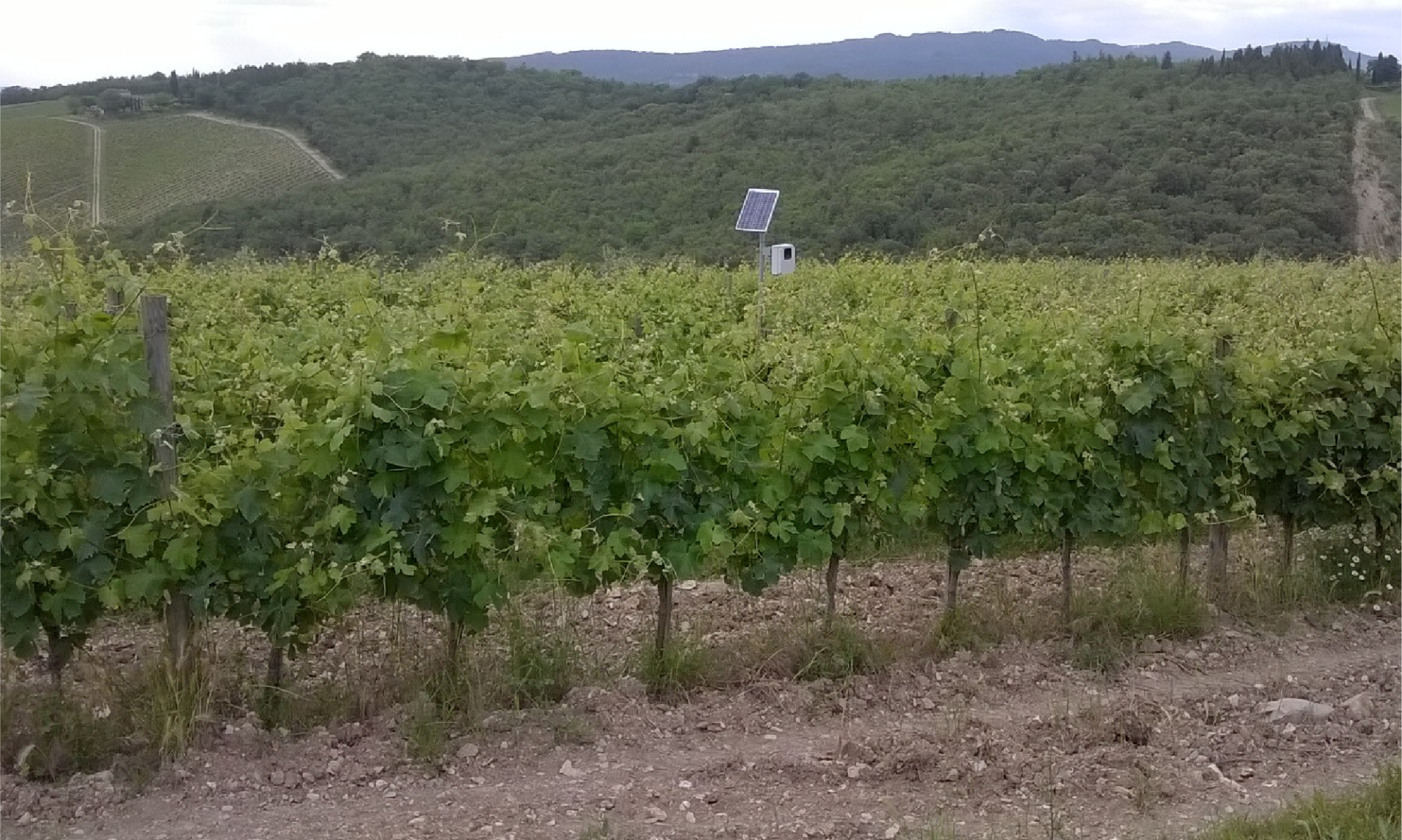 Recinti invisibili. In Toscana gli ultrasuoni per difendere le vigne dagli ungulati