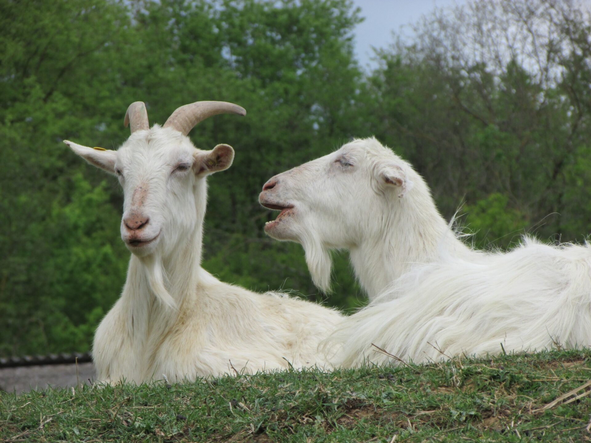 Salviamo Agripunk. Il rifugio per animali rischia di chiudere, al via la raccolta fondi