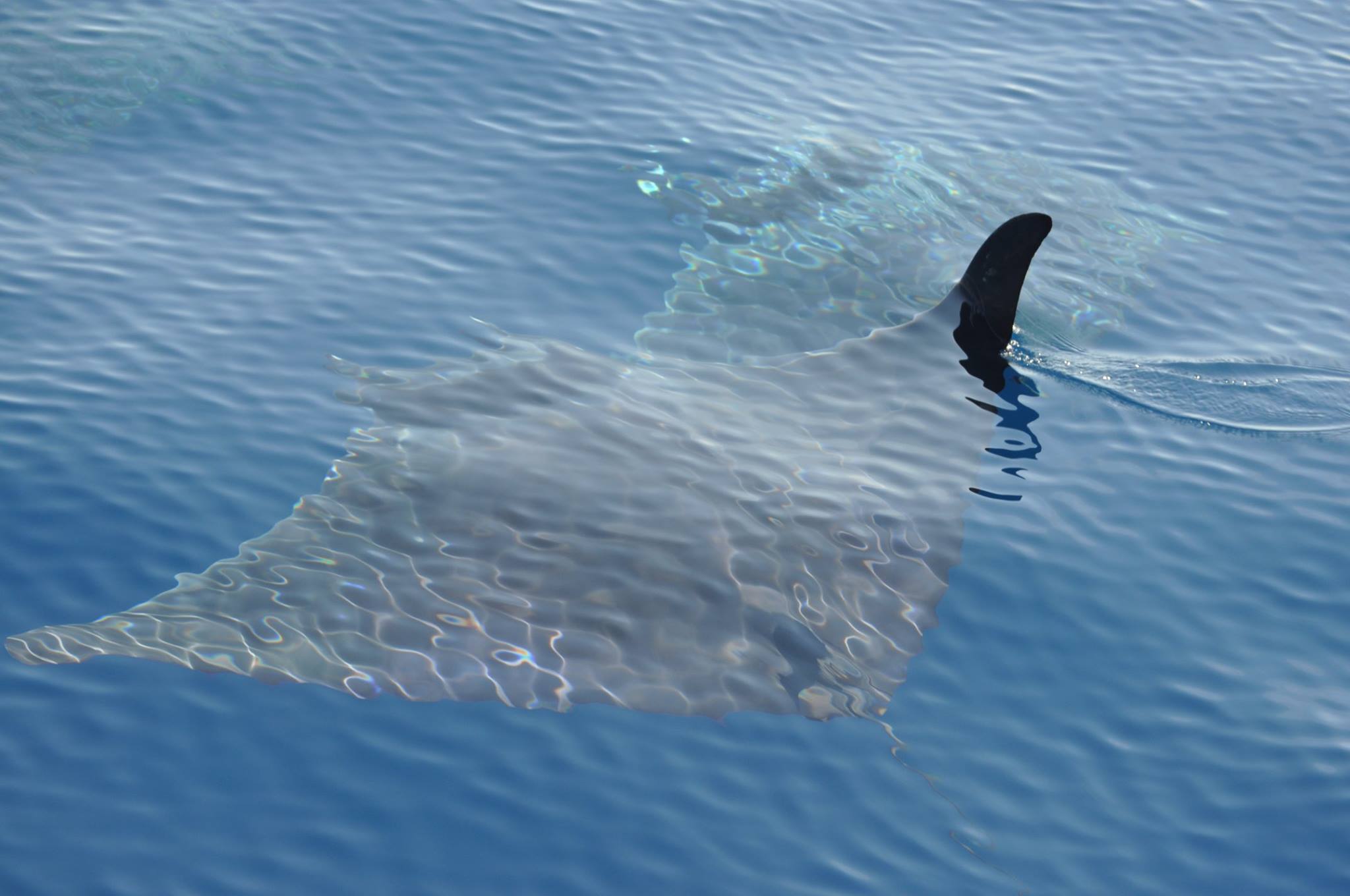 Diavoli di mare. Raro incontro con 15 esemplari alle Cannelle