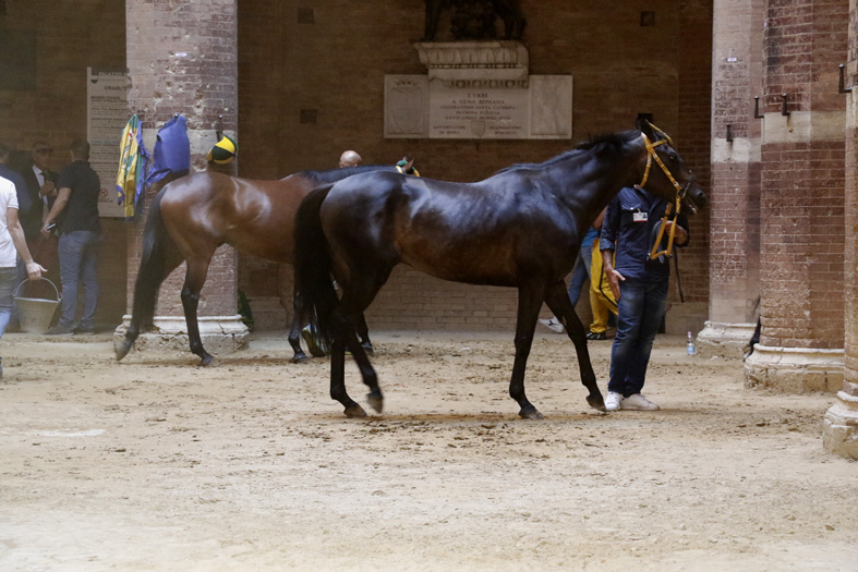 L’indagine prosegue. Palio di Siena, cavallo Tornasol positivo ad alcuni farmaci. Ma non è doping