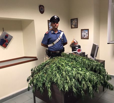 Agricoltura illegale. Scoperta una coltivazione di marjiuana, due arrestati