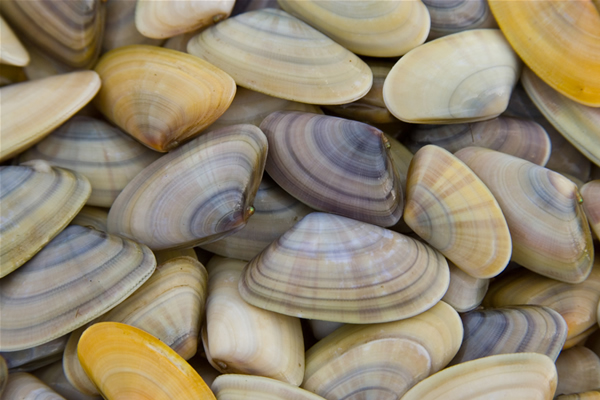 Pescatore di frodo. Sorpreso con 90 kg di telline, multa da 15mila euro