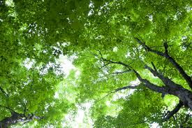 Più verde in città. 3mila nuovi alberi entro il 2018, l’assessore Bettini: «Lavoro di rinnovo e messa in sicurezza»