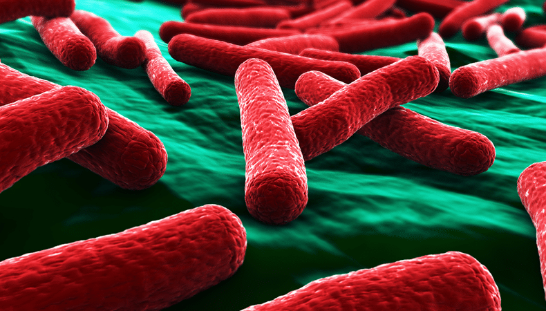 Anche i batteri ascoltano musica. Studenti fiorentini scoprono la “playlist”dell’Escherichia Coli