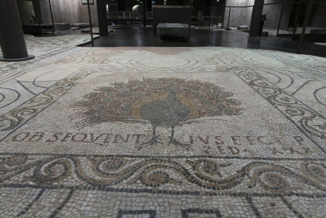 pavone mosaico1