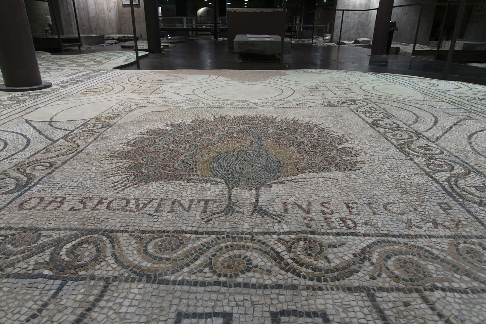 Risorge il pavone. In Santa Reparata torna visibile mosaico realizzato da maestranze africane