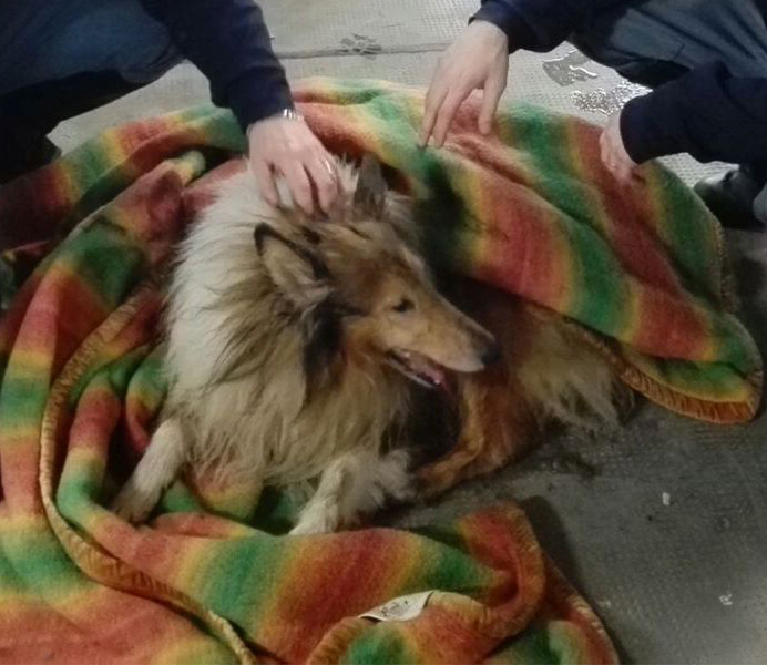 Torna a casa Bach. Collie spaventato si perde in autostrada, salvato