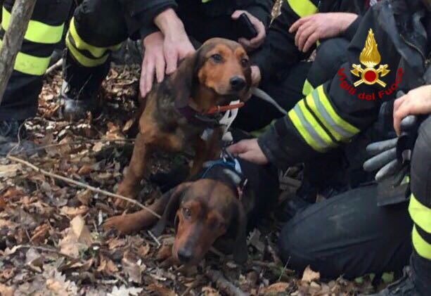 La disavventura. Incastrato in tana istrice, i Vigili del Fuoco salvano cane