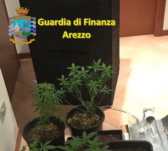 Coltivazione stupefacente. Serra abusiva di marijuana in casa, denunciato 24enne