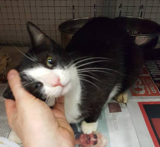 In cerca di casa. Festa del gatto al Rifugio del Cane per adottare 35 felini