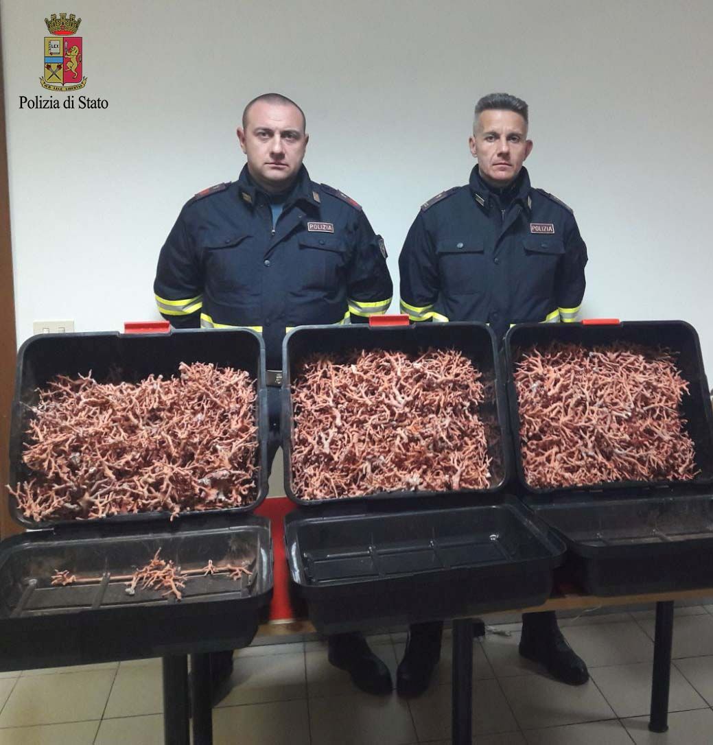 Fermato sulla A/1. In auto con 63 chili di corallo di contrabbando, denunciato 53enne