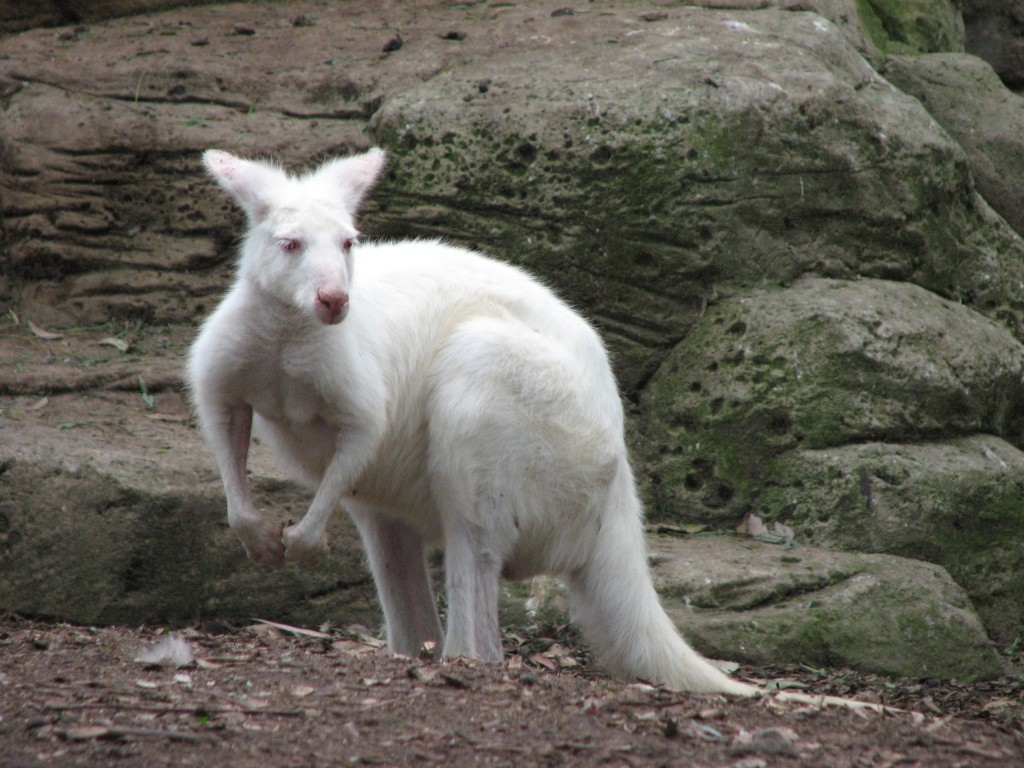 La natura si risveglia. Fiocco azzurro al Parco Gallorose, nato un esemplare albino di canguro