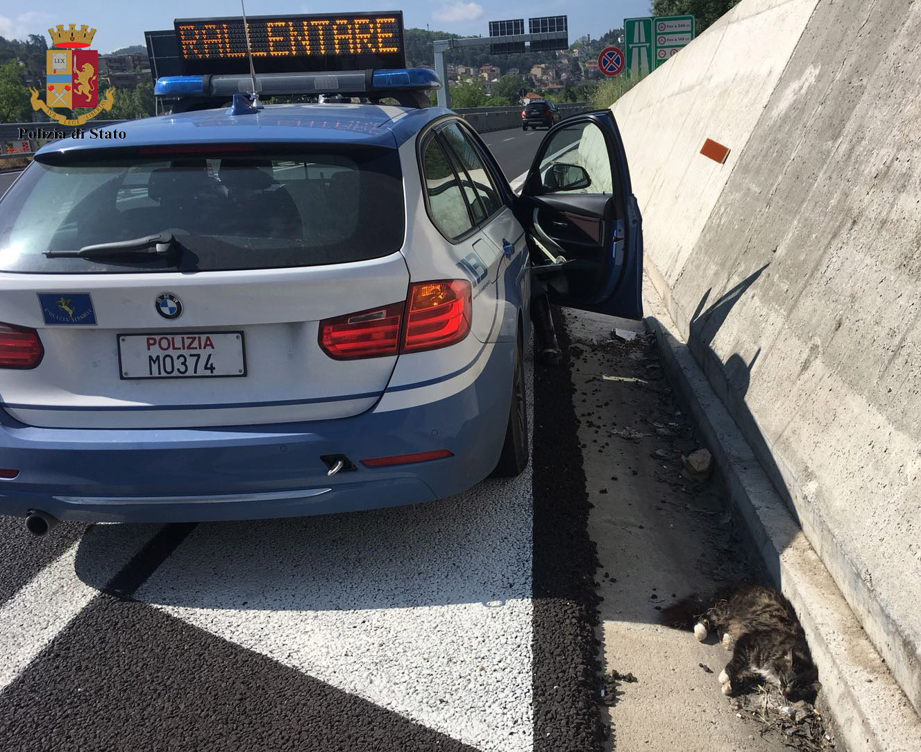 Restano 7 vite. Gatto ferito salvato dalla Polizia Stradale sull’Autopalio