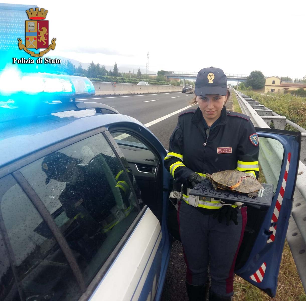 Pericolo scampato. Tartaruga investita in autostrada salvata dalla Polizia