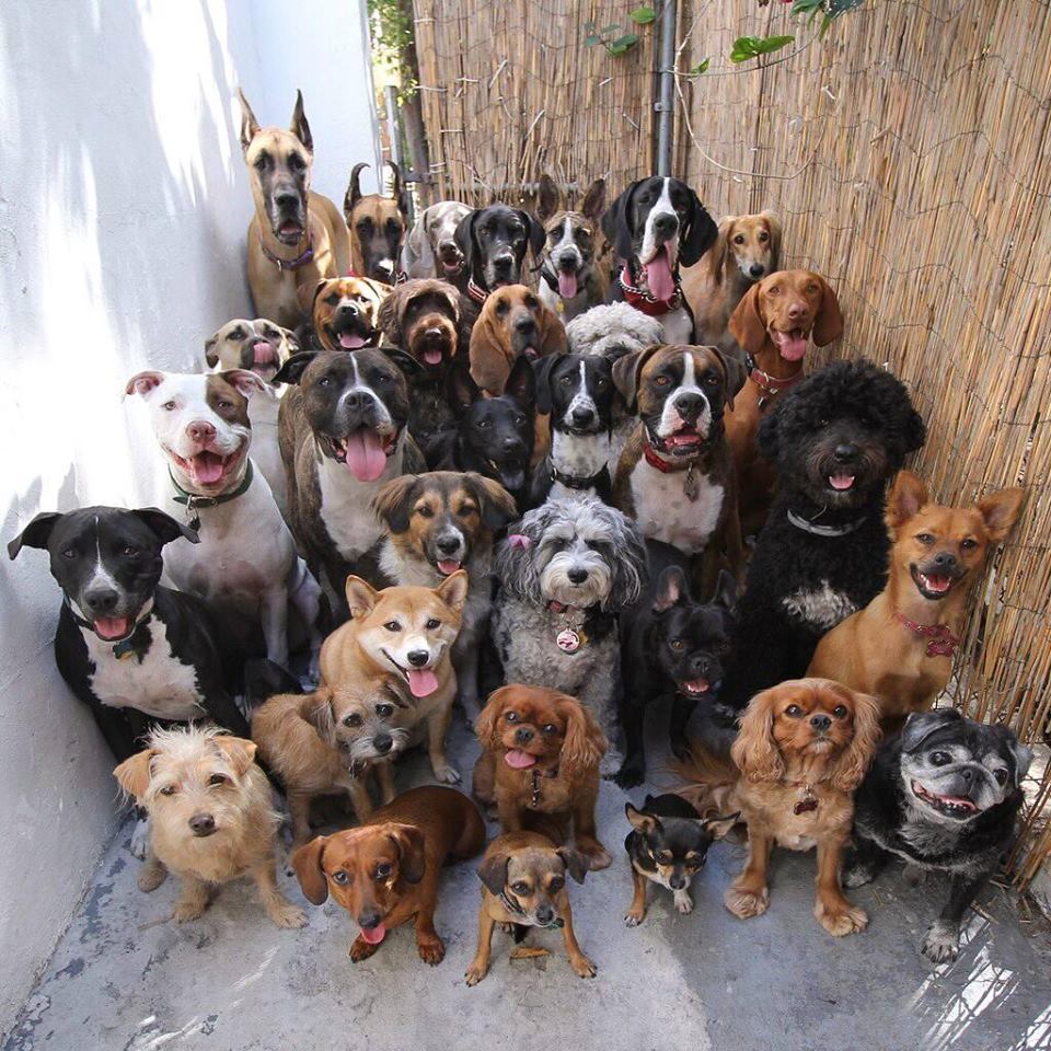 Di razza e bastardini, ad Asciano è “Festa del Cane”