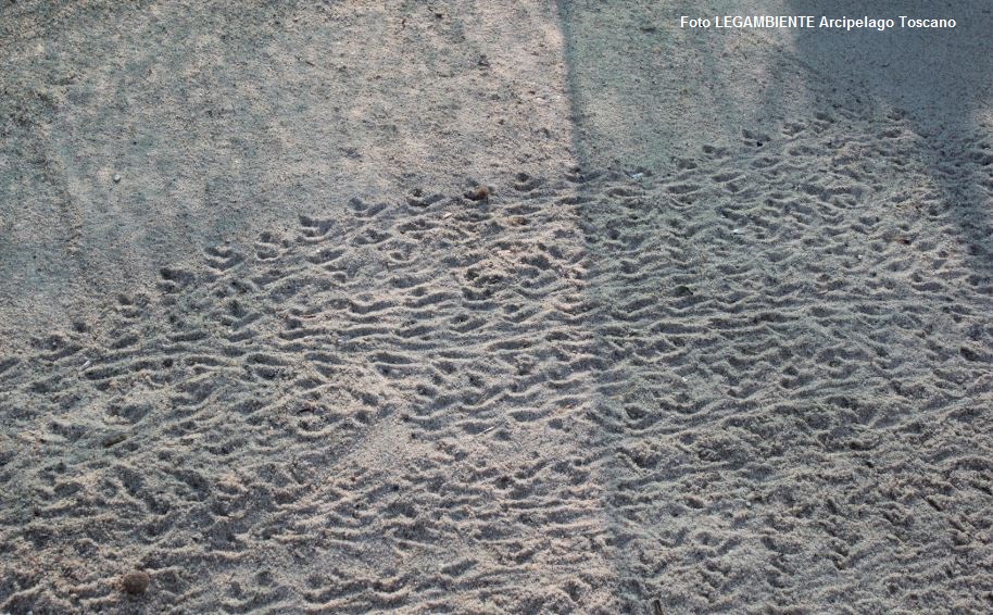 Volontari cercasi. Nidificazione tartarughe marine, Legambiente si prepara ad accogliere i nuovi piccoli