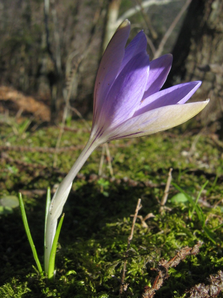 Biodiversità a rischio. Censita la flora dell’Elba, specie aliene e clima minacciano le piante endemiche