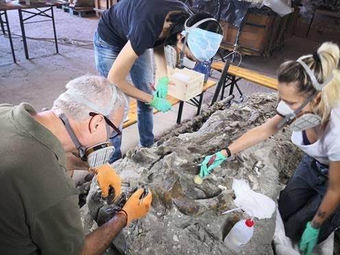 Archeologia e fascino. Ripreso il restauro della balenottera pliocenica