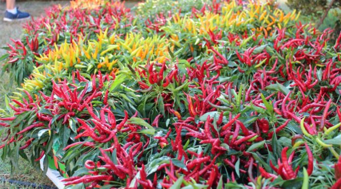 L’evento hot. Sale l’attesa per il Peperoncino day, è sfida tra i mangiatori