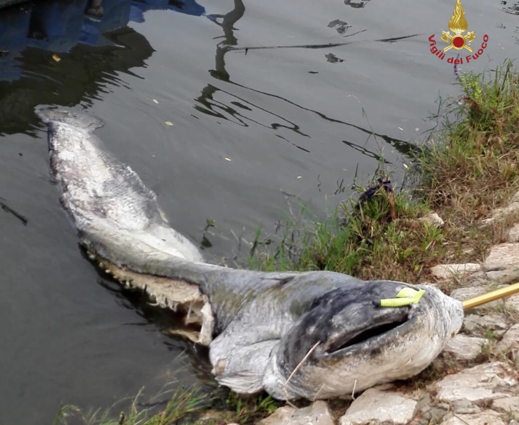 Il ritrovamento. Carcassa di pesce siluro da 80kg recuperata vicina al Ponte di Mezzo