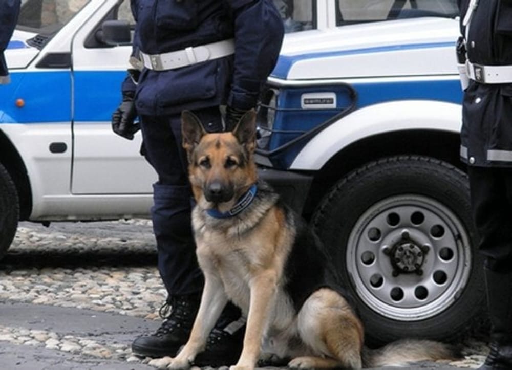 Città più sicura. Attivo il Nucleo Cinofilo della Polizia Municipale, cane e agenti per i controlli anti-droga