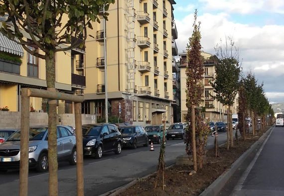 Nuova ‘foresta’ in città. 140 nuovi fusti di piante nel quartiere 2 dopo il nubifragio di 3 anni fa