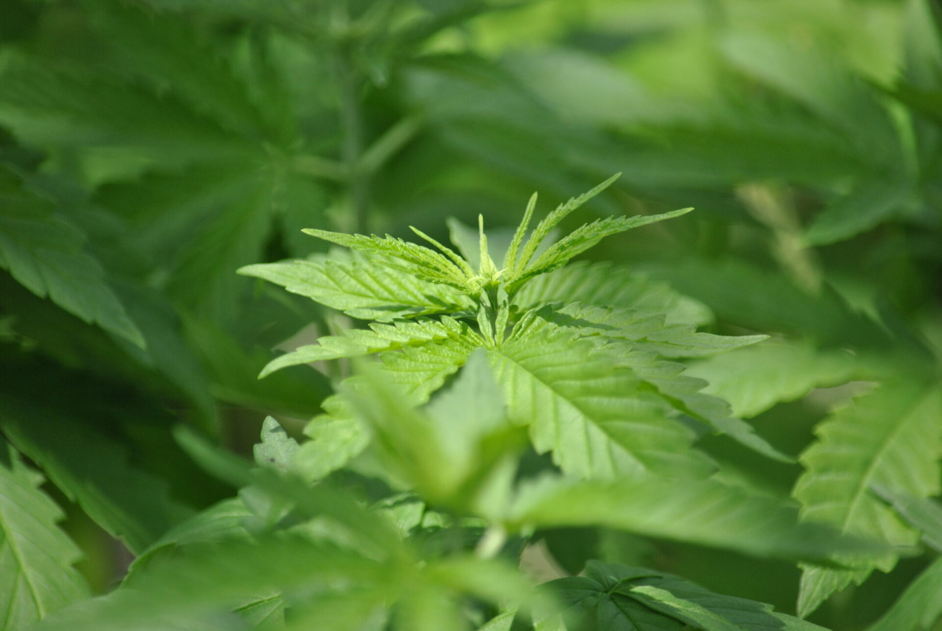 Rivoluzione cannabis. Nasce Canapisti e porta in tavola prodotti a base di canapa legale