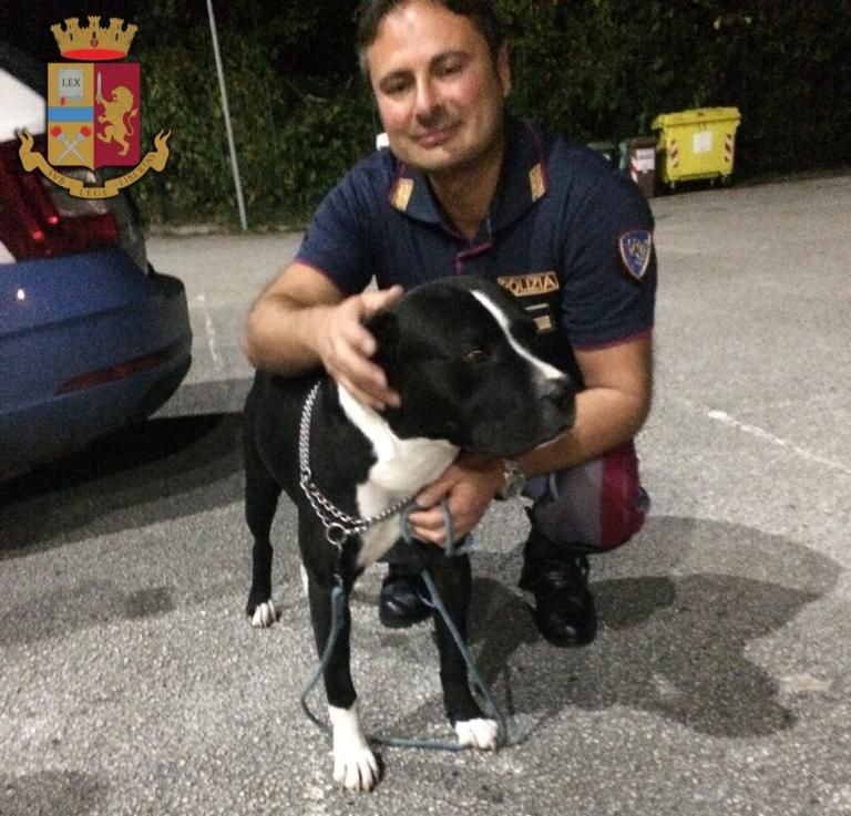 Coccole e crocchette. La Polizia addomestica il pitbull a guardia della droga