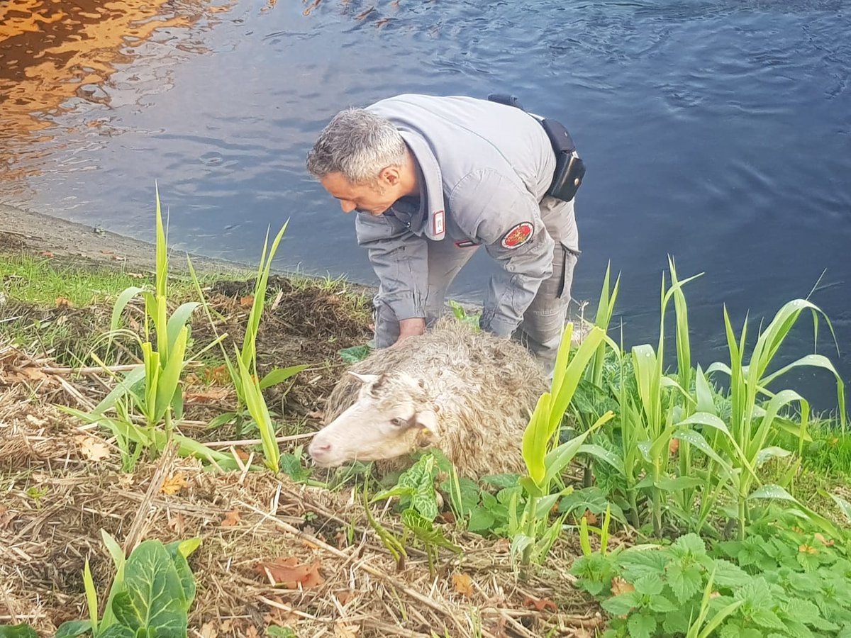 Gregge maltrattato. Pastori denunciati per annegamento di una pecora ed il ferimento di altre 4