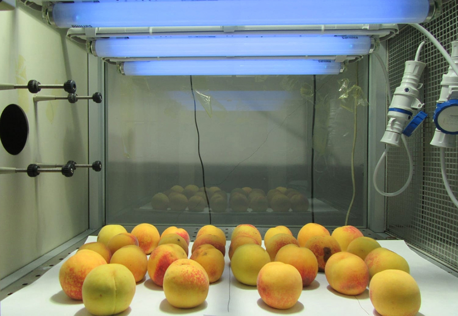 Superfrutta in tavola. Nasce nei laboratori dell’Università di Pisa grazie ai raggi UV-B