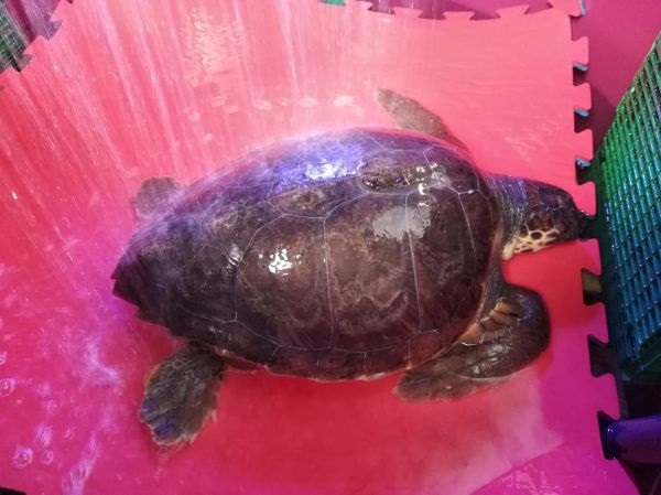 Il salvataggio. Tartaruga incastrata nelle reti, trasferita per le cure all’Acquario di Livorno