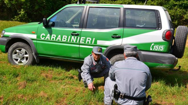 Il ritrovamento. Lupo deceduto sul ciglio strada rinvenuto a Pienza. Probabile investimento