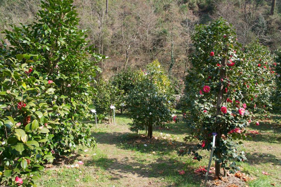 La magia dei fiori. La Mostra Antiche Camelie della Lucchesia compie 30 anni. Botanica, te e musica protagonisti