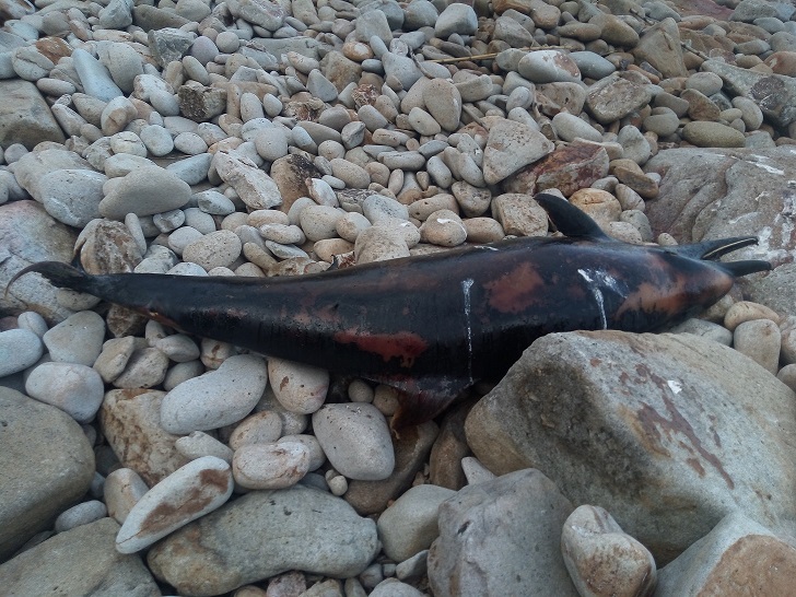 Carcassa in spiaggia. Delfino morto in mezzo ai rifiuti a Ripa Barata nel Parco Nazionale dell’Arcipelago Toscano