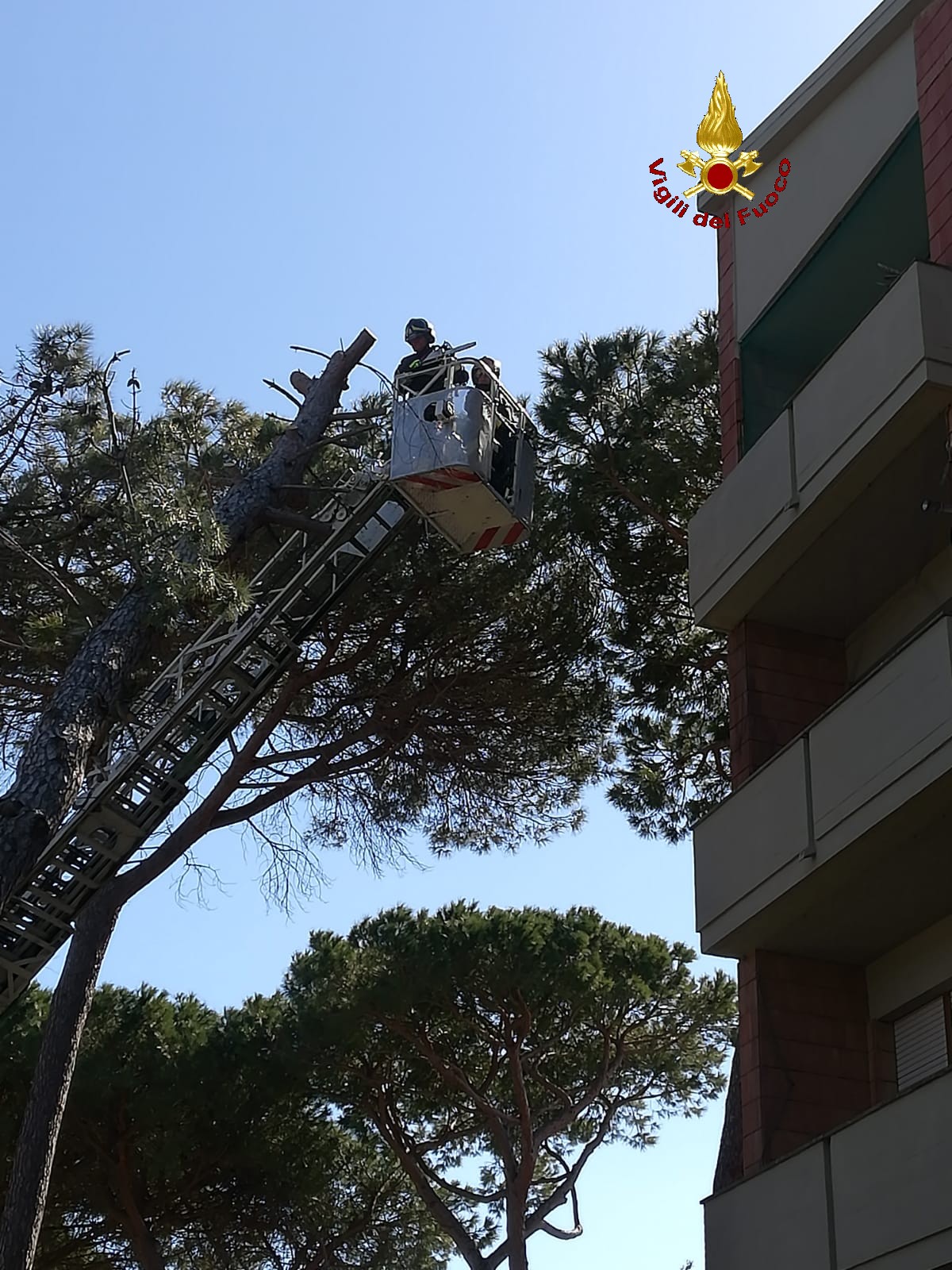 La furia del vento. Pino si appoggia su casa, intervengono i Vigili del Fuoco