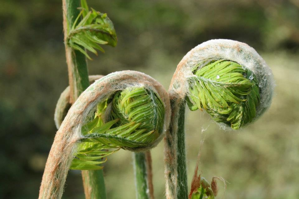 Sboccia la primavera. Riapre l’Orto Botanico, in mostra fiori, piante alimentari e rarità botaniche