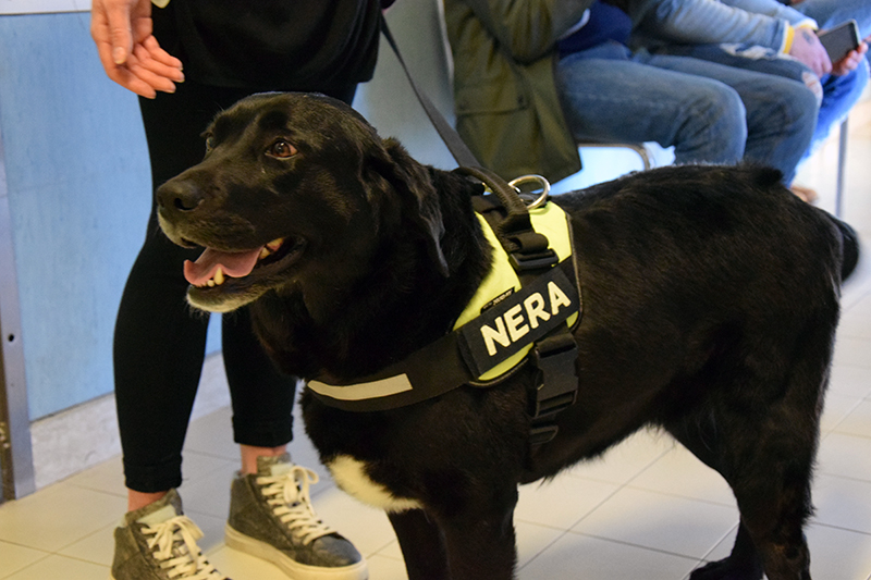 Pet therapy in ospedale. Il cane Nera compagno di giochi dei piccoli pazienti delle Scotte