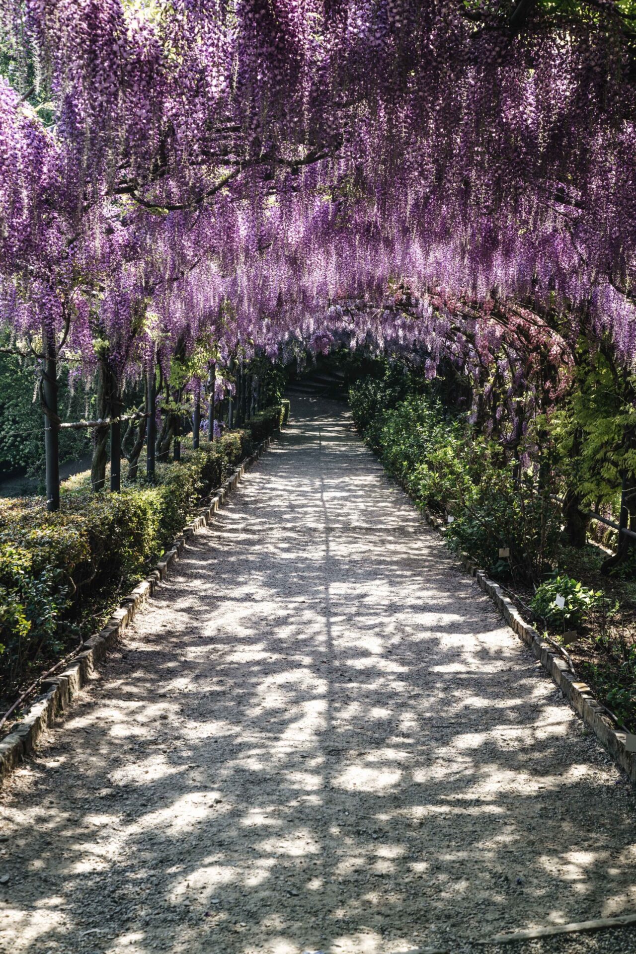 Inno alla primavera. Al via il primo  #GlicineBardiniContest  su Instagram