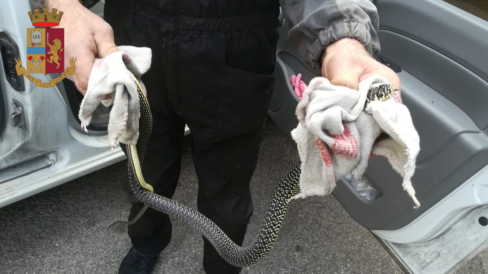 Esperienza shock. Si accorge di serpente nell’auto mentre è alla guida, soccorsa da Polstrada