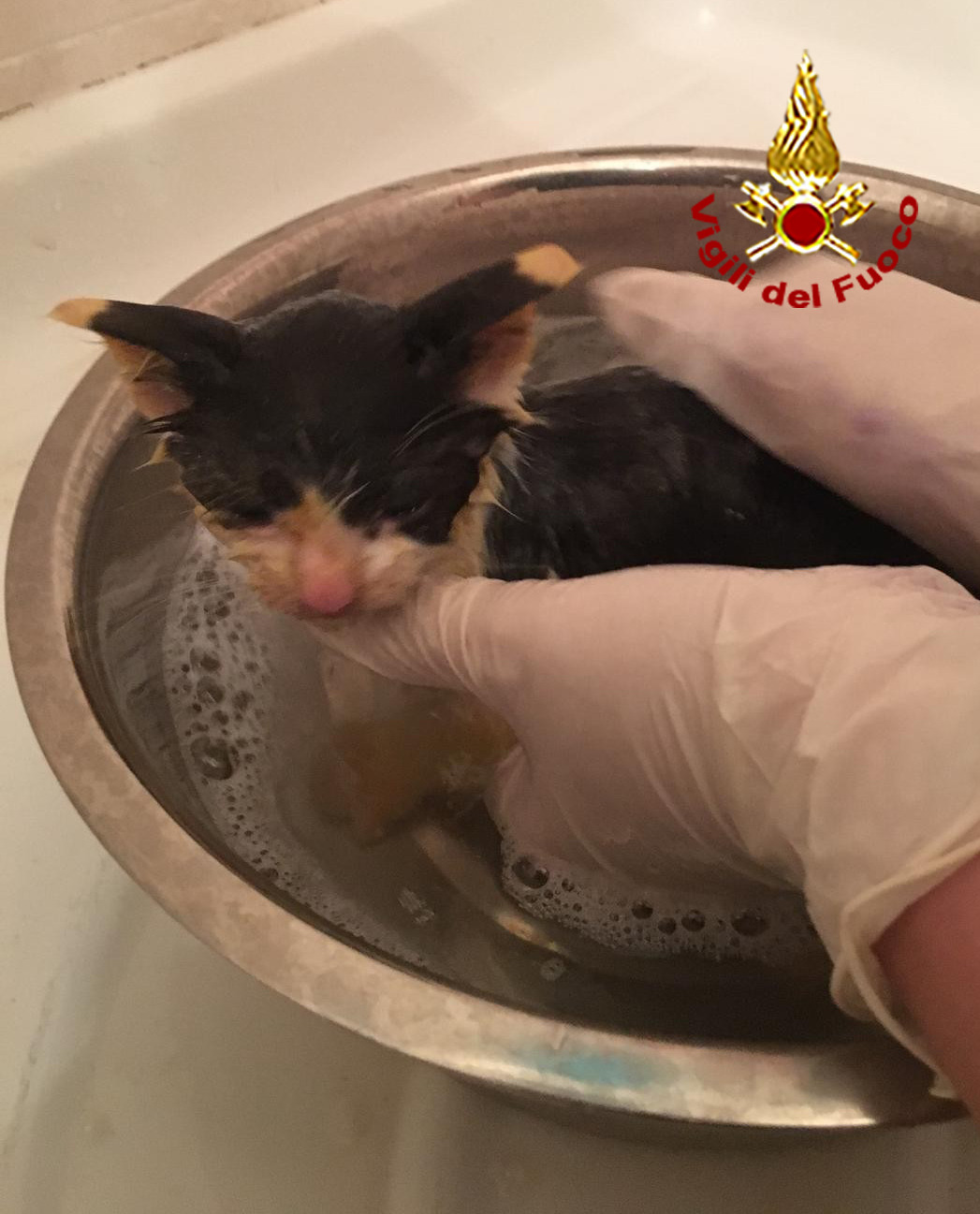 Storia a lieto fine. Gattina imprigionata in tubo di areazione, salvata dai Vigili del Fuoco