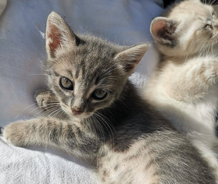 A quattro zampe. Bambini e cuccioli, domenica al Rifugio del cane per sensibilizzare contro l’emergenza abbandoni