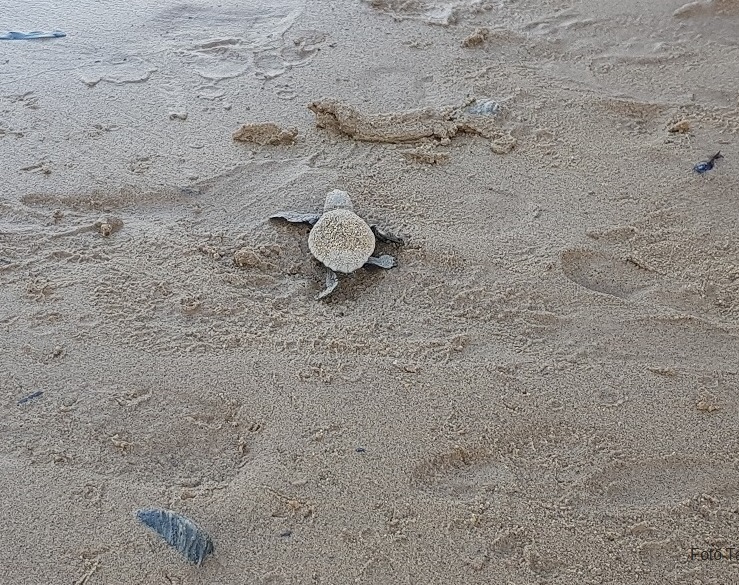 Progetto Elistar. Volontari e turisti sulle tracce delle tartarughe Caretta Caretta, al via la campagna di monitoraggio