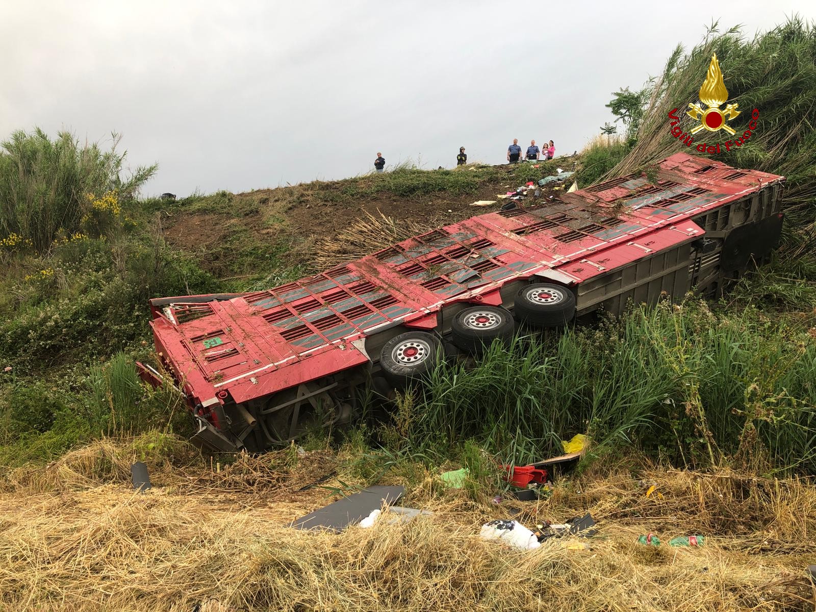 Incidente sulla vecchia Aurelia. Si ribalta camion carico di vitelli, 2 persone ferite e animali in fuga