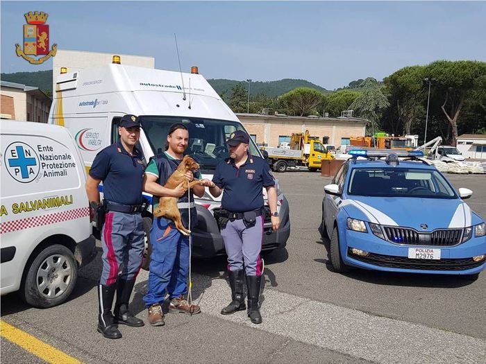 Storia a lieto fine. Abbandonato in autostrada, Polizia salva cane di 6 mesi stremato dal caldo