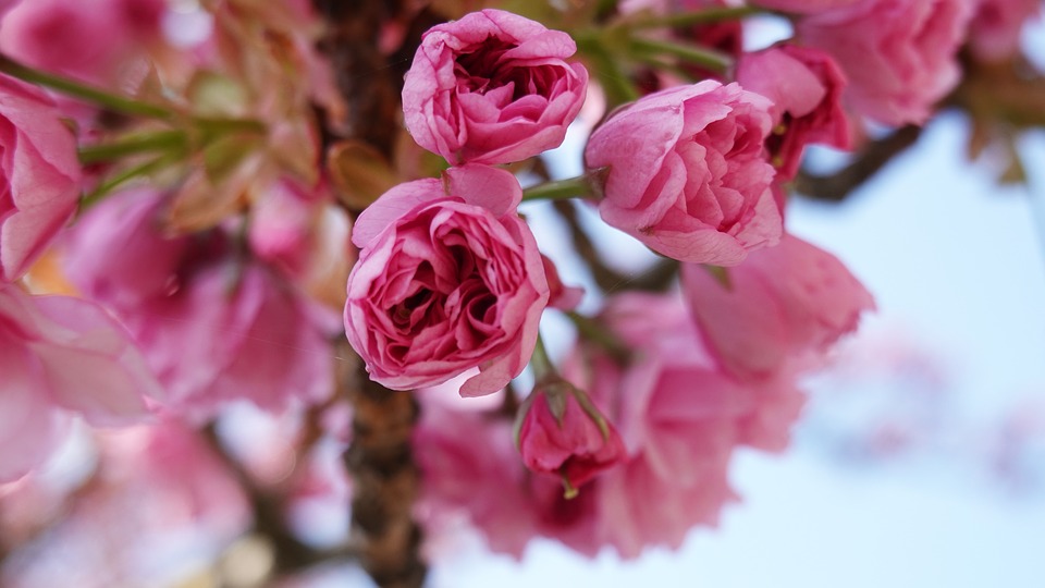 I benefici della floricoltura. Green day all’ospedale Stella Maris, giornata in serra per i piccoli pazienti