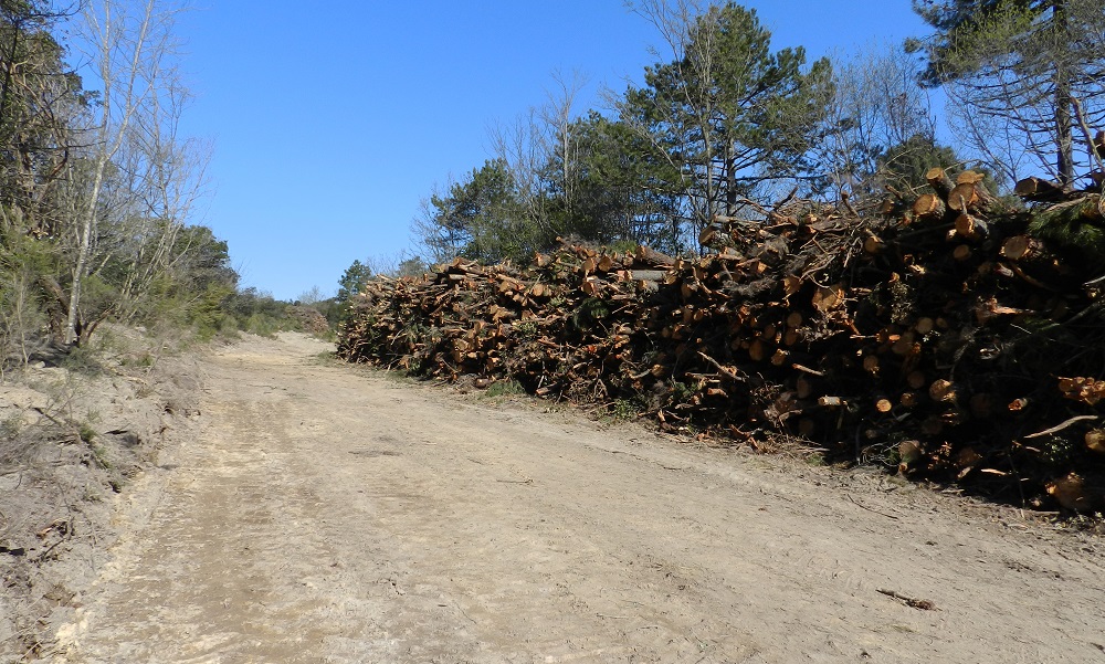 Assalto alle foreste toscane. Dal Belagaio a Monticiano tagli boschivi in riserve naturali. La denuncia di Wwf