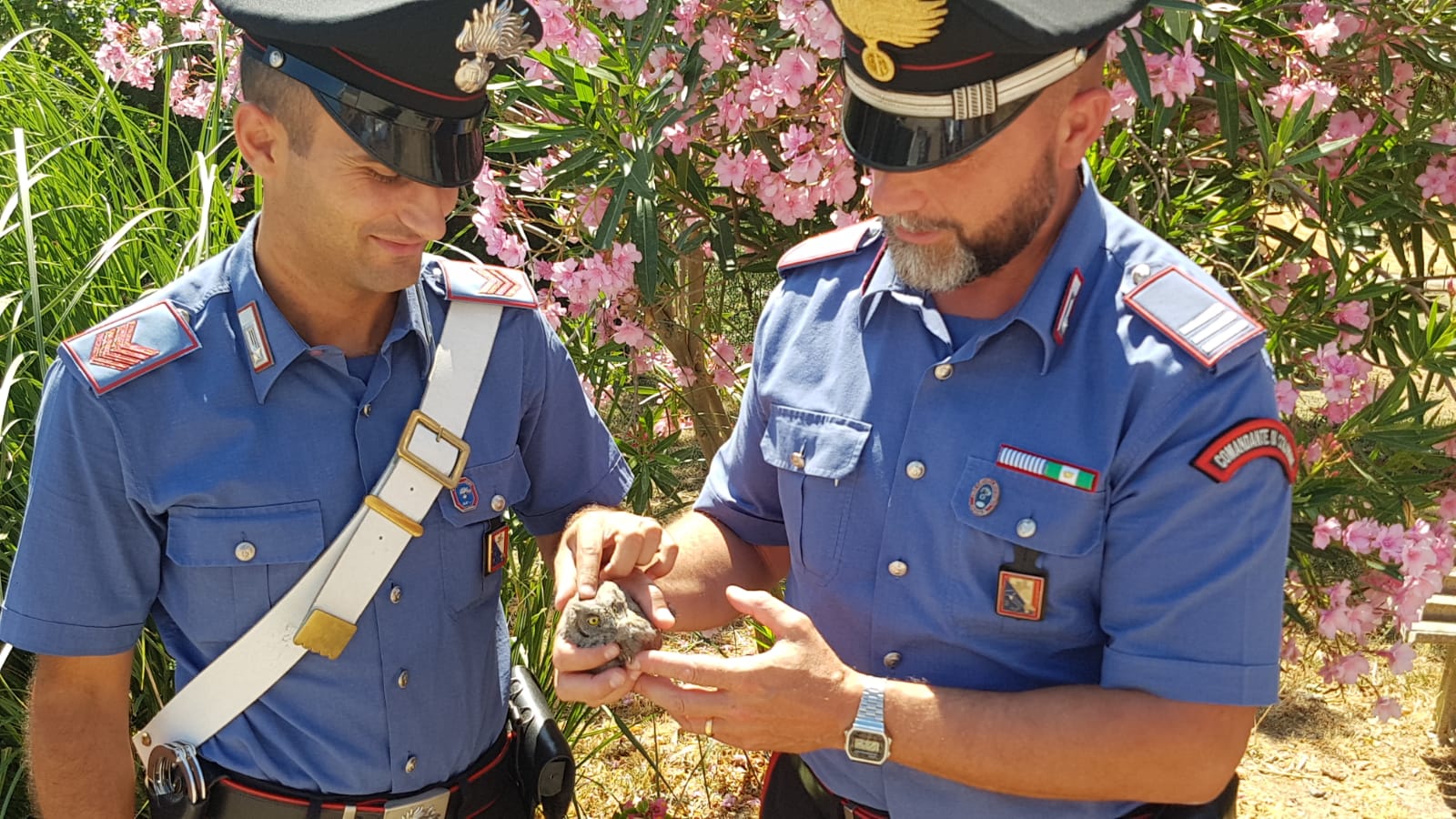 Nuova vita. Carabinieri salvano piccolo rapace, per Osvaldo trovata struttura di ricovero