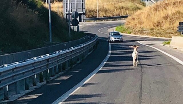 Foto Polizia Siena